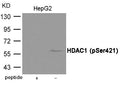Western blot analysis of extracts from HepG2 cells using HDAC1 (Phospho-Ser421) Antibody.The lane on the left is treated with the antigen-specific peptide.