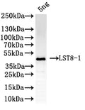 Western Blot
Positive WB detected in: recombinant protein
All lanes: LST8-1Antibody at 1:1000
Secondary
Goat polyclonal to rabbit IgG at 1/50000 dilution
Predicted band size: 42 kDa
Observed band size: 42 kDa