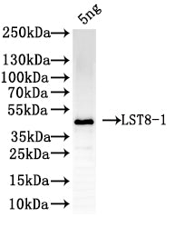 Western Blot
Positive WB detected in: recombinant protein
All lanes: LST8-1Antibody at 1:1000
Secondary
Goat polyclonal to rabbit IgG at 1/50000 dilution
Predicted band size: 42 kDa
Observed band size: 42 kDa