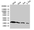Western Blot
Positive WB detected in: recombinant protein
All lanes:pagP Antibody at 1:1000
Secondary
Goat polyclonal to rabbit IgG at 1/50000 dilution
Predicted band size: 21.3 kDa
Observed band size: 19 kDa