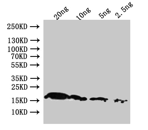 Western Blot
Positive WB detected in: recombinant protein
All lanes:pagP Antibody at 1:1000
Secondary
Goat polyclonal to rabbit IgG at 1/50000 dilution
Predicted band size: 21.3 kDa
Observed band size: 19 kDa
