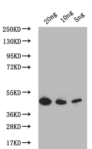 Western Blot
Positive WB detected in: recombinant protein
All lanes: PDLP7 Antibody at 1:1000
Secondary
Goat polyclonal to rabbit IgG at 1/50000 dilution
Predicted band size: 43.7 kDa
Observed band size: 43.7 kDa