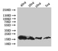 Western Blot
Positive WB detected in: recombinant protein
All lanes:pop-1 Antibody at 1:1000
Secondary
Goat polyclonal to rabbit IgG at 1/50000 dilution
Predicted band size: 20 kDa
Observed band size: 20 kDa