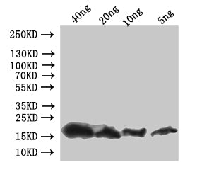 Western Blot
Positive WB detected in: recombinant protein
All lanes:pop-1 Antibody at 1:1000
Secondary
Goat polyclonal to rabbit IgG at 1/50000 dilution
Predicted band size: 20 kDa
Observed band size: 20 kDa