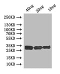 Western Blot
Positive WB detected in: recombinant protein
All lanes:uve1 Antibody at 1:1000
Secondary
Goat polyclonal to rabbit IgG at 1/50000 dilution
Predicted band size: 33 kDa
Observed band size: 33 kDa