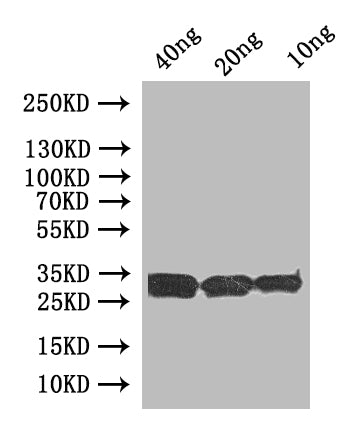 Western Blot
Positive WB detected in: recombinant protein
All lanes:uve1 Antibody at 1:1000
Secondary
Goat polyclonal to rabbit IgG at 1/50000 dilution
Predicted band size: 33 kDa
Observed band size: 33 kDa