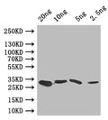 Western Blot
Positive WB detected in: recombinant protein
All lanes: GRE2 Antibody at 1:1000
Secondary
Goat polyclonal to rabbit IgG at 1/50000 dilution
Predicted band size: 30 kDa
Observed band size: 30 kDa