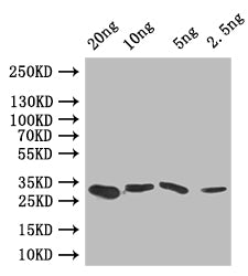 Western Blot
Positive WB detected in: recombinant protein
All lanes: GRE2 Antibody at 1:1000
Secondary
Goat polyclonal to rabbit IgG at 1/50000 dilution
Predicted band size: 30 kDa
Observed band size: 30 kDa
