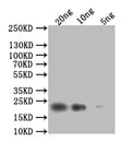 Western Blot
Positive WB detected in: recombinant protein
All lanes: HSP42 Antibody at 1:1000
Secondary
Goat polyclonal to rabbit IgG at 1/50000 dilution
Predicted band size: 23 kDa
Observed band size: 23 kDa