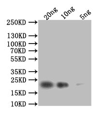 Western Blot
Positive WB detected in: recombinant protein
All lanes: HSP42 Antibody at 1:1000
Secondary
Goat polyclonal to rabbit IgG at 1/50000 dilution
Predicted band size: 23 kDa
Observed band size: 23 kDa
