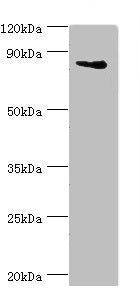 ILF3 Antibody – Figure 1 of 3