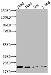 Western Blot
Positive WB detected in Recombinant protein
All lanes: NCE102 antibody at 1:2000
Secondary
Goat polyclonal to rabbit IgG at 1/50000 dilution
Predicted band size: 20.1 kDa
Observed band size: 22 kDa