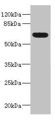 Western blot All lanes: ALCAMantibody IgG at 5.36ug/ml + Mouse kidney tissue Secondary Goat polyclonal to rabbit IgG at 1/10000 dilution Predicted band size: 66, 64, 16, 34 kDa Observed band size: 66 kDa
