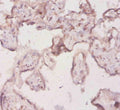 Immunohistochemistry of paraffin-embedded human placenta tissue using CSB-PA614514YA01HU at dilution of 1:20