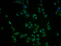 Immunofluorescence staining of HepG2 cells with CSB-PA614961LA01HU at 1:100, counter-stained with DAPI. The cells were fixed in 4% formaldehyde and blocked in 10% normal Goat Serum. The cells were then incubated with the antibody overnight at 4°C. The secondary antibody was Alexa Fluor 488-congugated AffiniPure Goat Anti-Rabbit IgG(H+L).