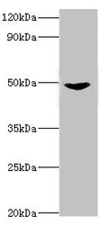 Western blot
All lanes: Dual specificity mitogen-activated protein kinase kinase 5 antibody at 2ug/ml + Rat heart tissue
Secondary
Goat polyclonal to rabbit IgG at 1/10000 dilution
Predicted band size: 51, 49, 50, 47 kDa
Observed band size: 51 kDa