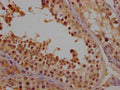 IHC image of CSB-PA615689LA01HU diluted at 1:100 and staining in paraffin-embedded human testis tissue performed on a Leica BondTM system. After dewaxing and hydration, antigen retrieval was mediated by high pressure in a citrate buffer (pH 6.0). Section was blocked with 10% normal goat serum 30min at RT. Then primary antibody (1% BSA) was incubated at 4°C overnight. The primary is detected by a Goat anti-rabbit polymer IgG labeled by HRP and visualized using 0.05% DAB.