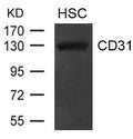 Western blot analysis of extract from hematopoietic stem cells  using CD31(PECAM1) Antibody