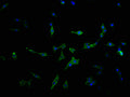 Immunofluorescence staining of MCF-7 cells with CSB-PA617930LA11HU at 1:100, counter-stained with DAPI. The cells were fixed in 4% formaldehyde and blocked in 10% normal Goat Serum. The cells were then incubated with the antibody overnight at 4°C. The secondary antibody was Alexa Fluor 488-congugated AffiniPure Goat Anti-Rabbit IgG(H+L).