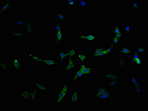 Immunofluorescence staining of MCF-7 cells with CSB-PA617930LA11HU at 1:100, counter-stained with DAPI. The cells were fixed in 4% formaldehyde and blocked in 10% normal Goat Serum. The cells were then incubated with the antibody overnight at 4°C. The secondary antibody was Alexa Fluor 488-congugated AffiniPure Goat Anti-Rabbit IgG(H+L).