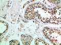FZD9 Antibody – Figure 1 of 4