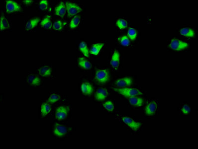 Immunofluorescence staining of Hela cells with CSB-PA618797LA01HU at 1:233, counter-stained with DAPI. The cells were fixed in 4% formaldehyde, permeabilized using 0.2% Triton X-100 and blocked in 10% normal Goat Serum. The cells were then incubated with the antibody overnight at 4&deg;C. The secondary antibody was Alexa Fluor 488-congugated AffiniPure Goat Anti-Rabbit IgG(H+L).