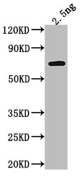 Western Blot
Positive WB detected in Recombinant protein
All lanes: RRP6 antibody at 1:2000
Secondary
Goat polyclonal to rabbit IgG at 1/50000 dilution
Predicted band size: 54.7 kDa
Observed band size: 58 kDa