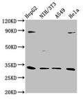 Western Blot
Positive WB detected in: HepG2 whole cell lysate, NIH/3T3 whole cell lysate, A549 whole cell lysate, Hela whole cell lysate
All lanes: DUSP4 antibody at 1:1000
Secondary
Goat polyclonal to rabbit IgG at 1/50000 dilution
Predicted band size: 43, 33 kDa
Observed band size: 33 kDa