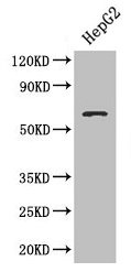Western blot
All lanes: SMAD4 antibody at 3µg/ml + HepG2 whole cell lysate
Secondary
Goat polyclonal to rabbit IgG at 1/10000 dilution
Predicted band size: 61 kDa
Observed band size: 61 kDa