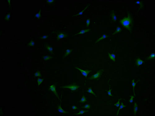 Immunofluorescence staining of U251 cells with CSB-PA619877LA01HU-IF at 1:100, counter-stained with DAPI. The cells were fixed in 4% formaldehyde and blocked in 10% normal Goat Serum. The cells were then incubated with the antibody overnight at 4°C. The secondary antibody was Alexa Fluor 488-congugated AffiniPure Goat Anti-Rabbit IgG(H+L).