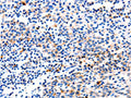 GADD45G Antibody – Figure 1 of 1