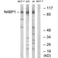 Western blot analysis of extracts from MCF-7 cells, 293 cells and Jurkat cells, using N4BP1 antibody.