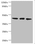 Western blot
All lanes: TAR DNA-binding protein 43 antibody at 8ug/ml
Lane 1: Hela whole cell lysate
Lane 2: Mouse spleen tissue
Lane: K562 whole cell lysate
Secondary
Goat polyclonal to rabbit IgG at 1/10000 dilution
Predicted band size: 45, 32 kDa
Observed band size: 45 kDa