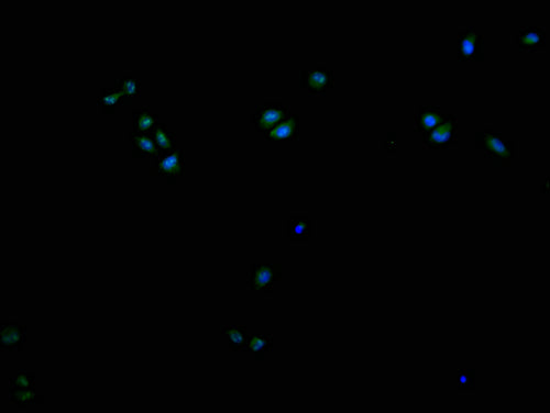 Immunofluorescence staining of Hela cells with CSB-PA621969LA11HU at 1:200, counter-stained with DAPI. The cells were fixed in 4% formaldehyde and blocked in 10% normal Goat Serum. The cells were then incubated with the antibody overnight at 4°C. The secondary antibody was Alexa Fluor 488-congugated AffiniPure Goat Anti-Rabbit IgG(H+L).