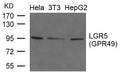 Western blot analysis of extracts from Hela, 3T3 and HepG2 cells using LGR5(GPR49) Antibody.