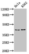 PCBP2 Antibody – Figure 1 of 3