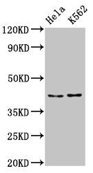 PCBP2 Antibody – Figure 1 of 3
