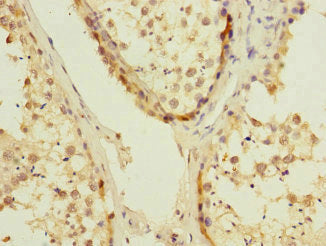 Immunohistochemistry of paraffin-embedded human testis tissue using CSB-PA623095DSR1HU at dilution of 1:100