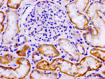 IHC image of CSB-PA623096LA01HU diluted at 1:100 and staining in paraffin-embedded human kidney tissue performed on a Leica BondTM system. After dewaxing and hydration, antigen retrieval was mediated by high pressure in a citrate buffer (pH 6.0). Section was blocked with 10% normal goat serum 30min at RT. Then primary antibody (1% BSA) was incubated at 4&deg;C overnight. The primary is detected by a biotinylated secondary antibody and visualized using an HRP conjugated SP system.