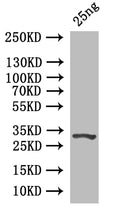 Western Blot
Positive WB detected in: recombinant protein
All lanes: Prim1 Antibody at 1:1000
Secondary
Goat polyclonal to rabbit IgG at 1/50000 dilution
Predicted band size: 33 kDa
Observed band size: 33 kDa