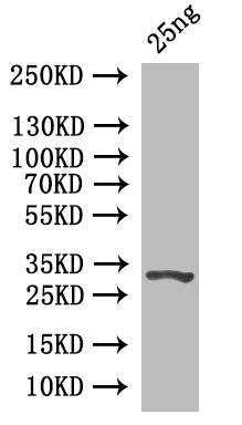Western Blot
Positive WB detected in: recombinant protein
All lanes: Prim1 Antibody at 1:1000
Secondary
Goat polyclonal to rabbit IgG at 1/50000 dilution
Predicted band size: 33 kDa
Observed band size: 33 kDa