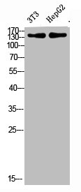 Western Blot analysis of 3T3, hepg2 cells using Antibody diluted at 500