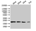 Western Blot
Positive WB detected in: recombinant protein
All lanes:ihfB Antibody at 1:1000
Secondary
Goat polyclonal to rabbit IgG at 1/50000 dilution
Predicted band size: 18 kDa
Observed band size: 20 kDa
