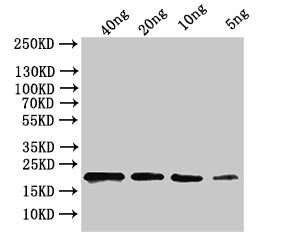 Western Blot
Positive WB detected in: recombinant protein
All lanes:ihfB Antibody at 1:1000
Secondary
Goat polyclonal to rabbit IgG at 1/50000 dilution
Predicted band size: 18 kDa
Observed band size: 20 kDa