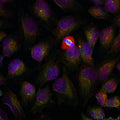 Immunofluorescence staining of methanol-fixed HeLa cells using NF-kappa;B p105/p50 (phospho-Ser337) antibody.