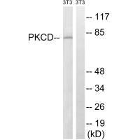 Western blot analysis of extracts from 3T3 cells, treated with EGF (200ng/ml, 30mins), using PKCD (Ab-64) antibody.