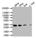 Western Blot
Positive WB detected in: recombinant protein
All lanes: Nmdar1 Antibody at 1:1000
Secondary
Goat polyclonal to rabbit IgG at 1/50000 dilution
Predicted band size: 34 kDa
Observed band size: 34 kDa
