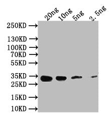 Western Blot
Positive WB detected in: recombinant protein
All lanes: Nmdar1 Antibody at 1:1000
Secondary
Goat polyclonal to rabbit IgG at 1/50000 dilution
Predicted band size: 34 kDa
Observed band size: 34 kDa