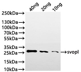 Western Blot
Positive WB detected in: recombinant protein
All lanes:svopl Antibody at 1:1000
Secondary
Goat polyclonal to rabbit IgG at 1/20000 dilution
Predicted band size: 19.3 kDa
Observed band size: 27 kDa