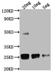 Western Blot
Positive WB detected in Recombinant protein
All lanes: Cpr antibody at 1:2000
Secondary
Goat polyclonal to rabbit IgG at 1/50000 dilution
Predicted band size: 20.5 kDa
Observed band size: 25 kDa